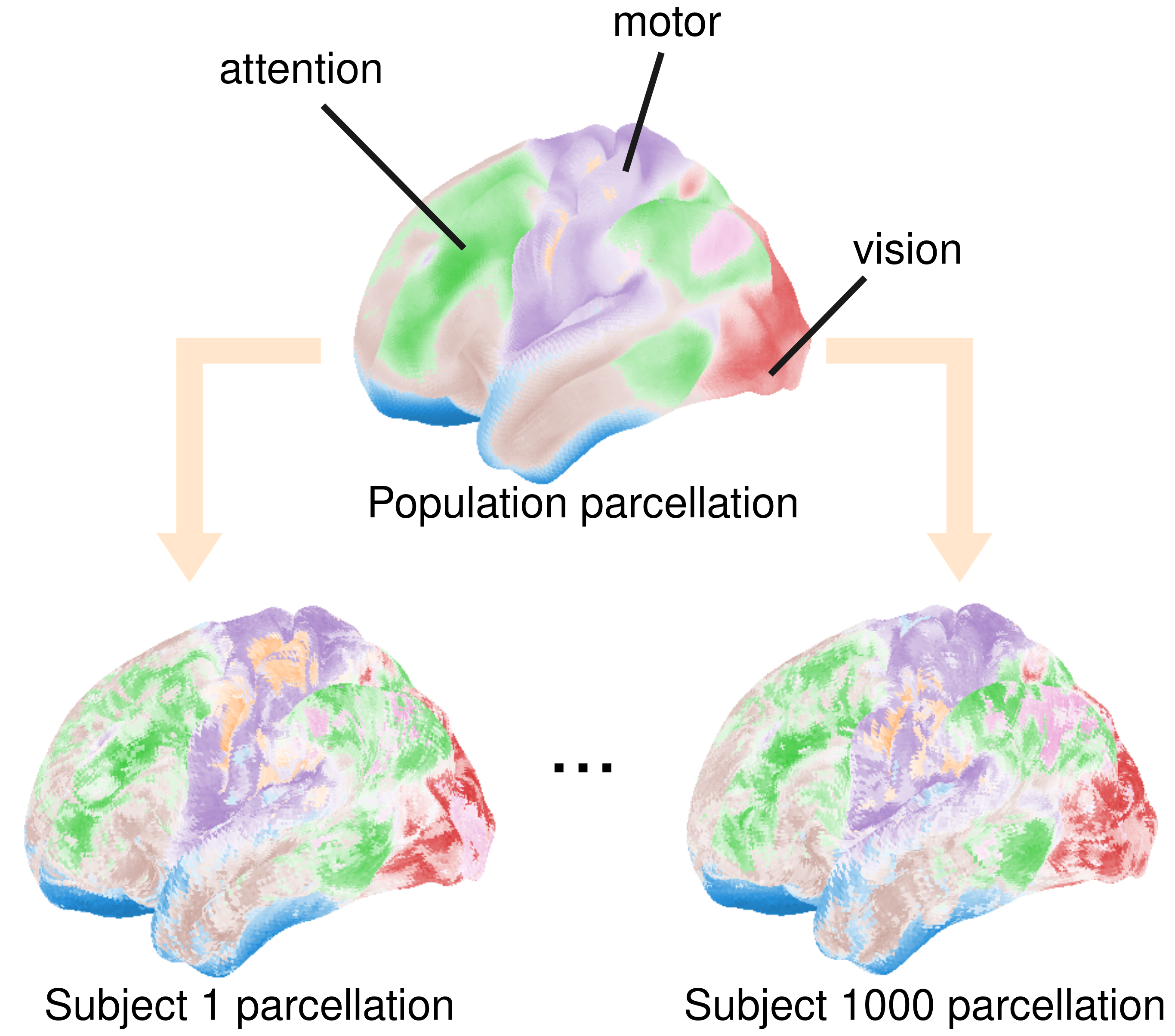 fullcortex_parcellation