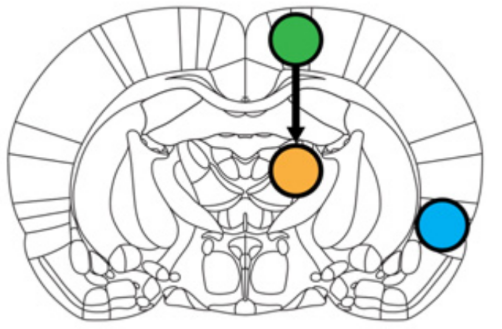 optogenetic_MDSI